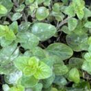 jeune plant d'origan à marjolaine