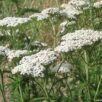 achillée millefeuilles en fleurs