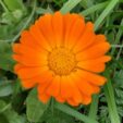 fleur de calendula officinalis