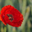 coquelicot joli coquelicot des champs