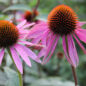 Fleurs d'échinacée