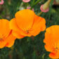 fleurs d'eschscholtzia ou pavot