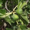 figuier fruits et feuilles