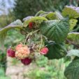 feuilles et fruits du framboisier