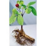ginseng
