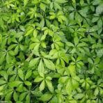 thé de l'immortalité