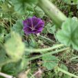 fleur de la mauve sylvestre