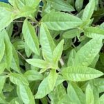 verveine citronnée